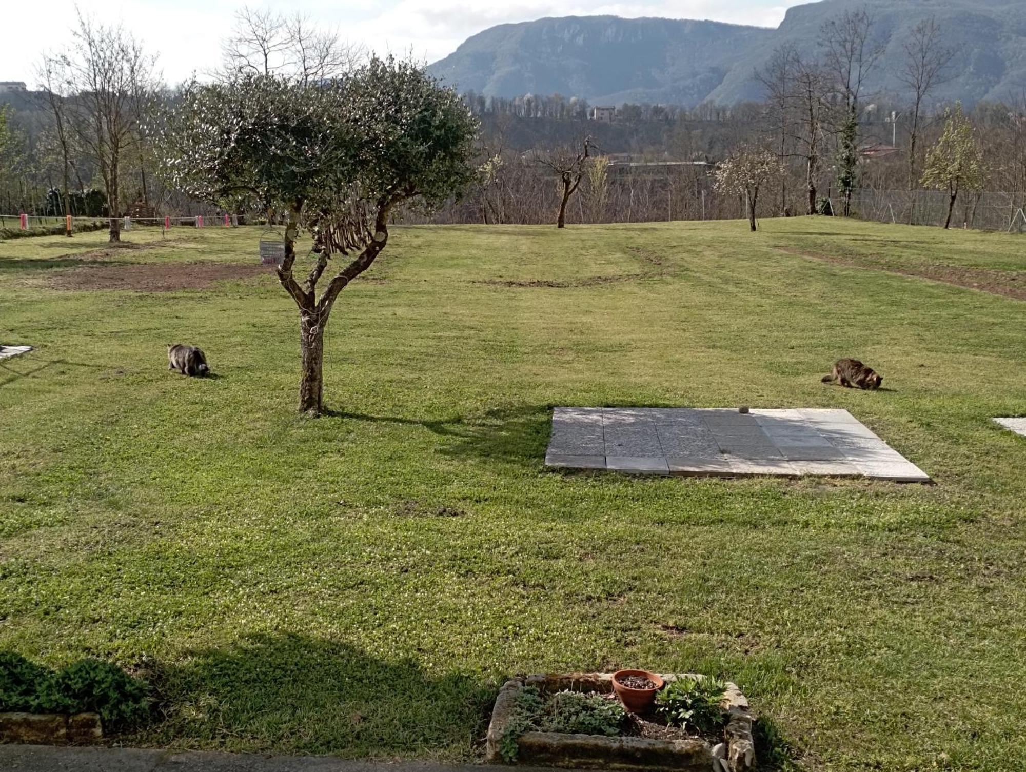 Affittacamere La Foresta Di Sopra Barga Zewnętrze zdjęcie